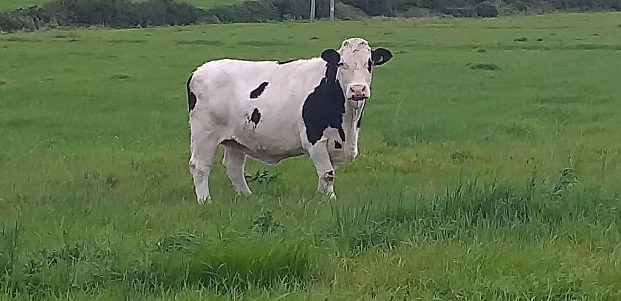 Murphys Irish Farmhouse ترالي المظهر الخارجي الصورة